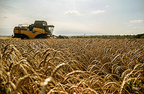 "Ведомости": российское зерно дешевеет из-за Турции