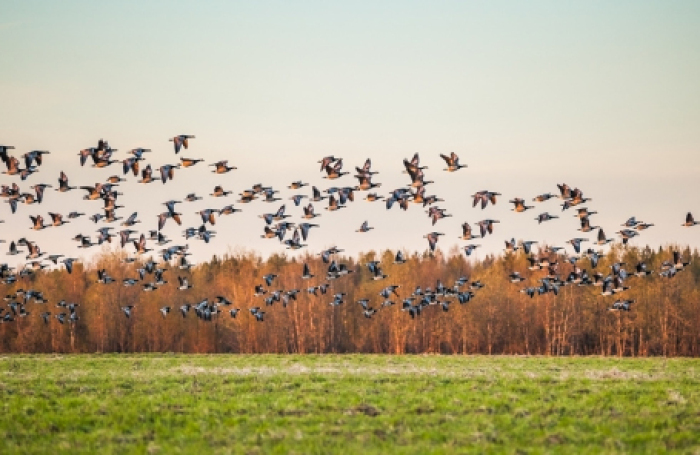 В мире животных: биоритмы вместо календарей