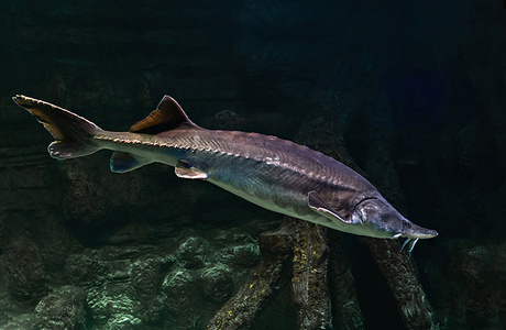 Росрыболовство заявило о росте численности популяции осетровых в Азовском море