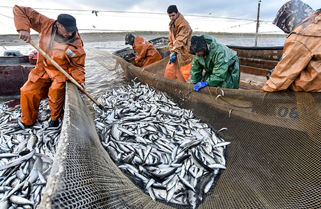 Росрыболовство: в 2026 году рыбаки из России смогут осуществлять промысел и в российской экономзоне, и в норвежской