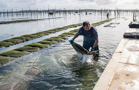 Французская жандармерия усилила охрану ферм с улитками и устрицами