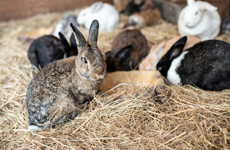 Конкуренты взялись за помет