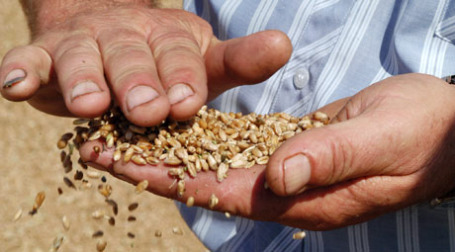 Россия в 2008 году снизила экспорт пшеницы на 23% по сравнению с 2007 годом. Фото: ИТАР-ТАСС