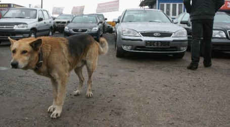 Собака, мужчина и никому не нужные лизинговые автомобили. Фото: PhotoXPress