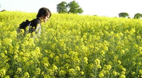 Рапсовое поле. Фото: Jason Rogers/flickr.com