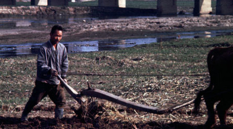 Хорольские земли будут возделываться южнокорейцами. Фото: Homer 5004/flickr.com