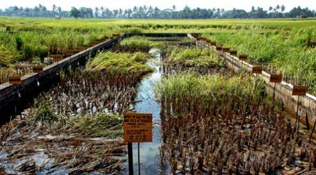 Пошлины на ввозимый рис выросли. Фото: IRRI Images/flickr.com