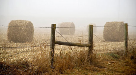 Поле пшеницы за забором. Фото: mcbeth/flickr.com