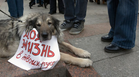 Москва нуждается в приютах для 25 тысяч собак. Фото: ИТАР-ТАСС