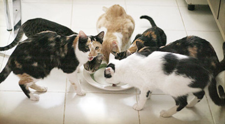 Коты пьют молоко. Фото: giane portal/flickr.com