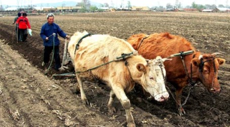 Китайский фермер. Фото: ИТАР-ТАСС