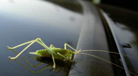 ФАС признала незаконным ужесточившийся фитосанитарный контроль для автомобилей. Фото: opacity/flickr.com