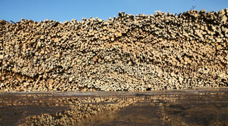 Древесина. Фото: РИА Новости