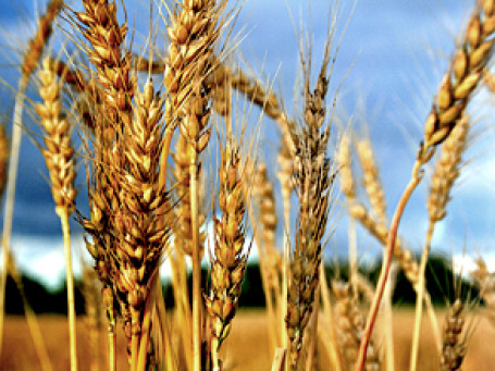 Фьючерсы на пшеницу, торгуемые в Чикаго, подскочили в цене из-за опасений по поводу засухи в России. Фото: bernat/flickr.com