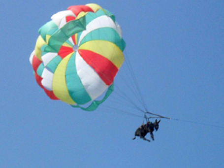 Июль 2010 года: два мира — два способа воздухоплавания. Краснодарский край, Россия, рекламный полет осла на парашюте.  Фото: газета «Тамань»