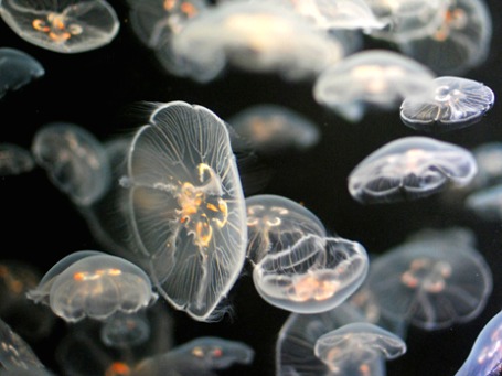 Фото: craiginvan/flickr.com