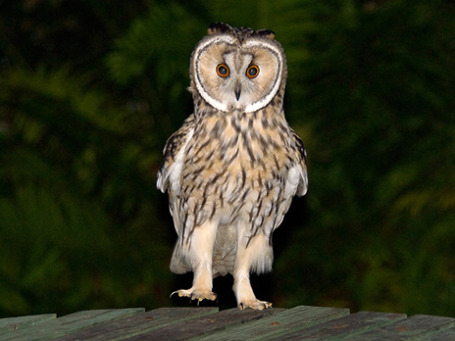 Фото: apalca/flickr.com