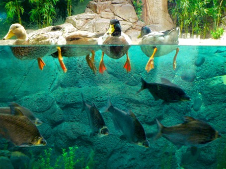 Фото: decade_null/ flickr.com