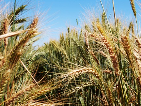 Фото: CIMMYT/flickr.com