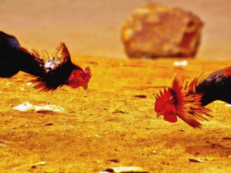 Фото: suniltalasila/flickr.com