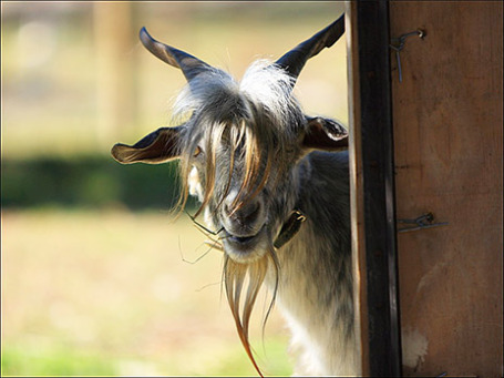 Фото: teejaybee/flickr.com