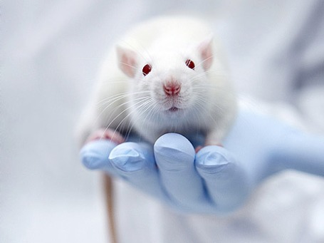 Фото: Novartis AG/flickr.com