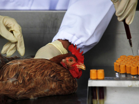 У курицы берут кровь для анализа на вирус птичьего гриппа H7N9. Фото: Reuters