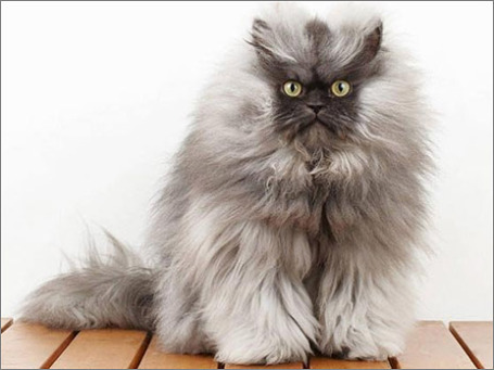 Самый пушистый кот в мире: подборка картинок