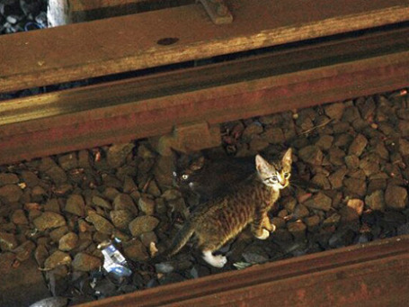Виновники двухчасовой остановки метро Нью-Йорка. Фото: @NYCTSubwayScoop