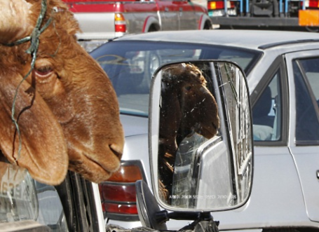 Российских водителей сравнили с баранами