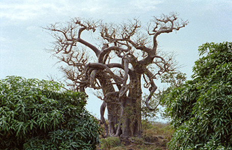 Африканский пейзаж, баобабы сбрасывают листву.