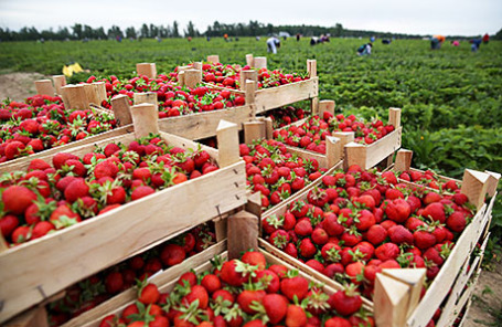 Сбор клубники на совхозном поле.
