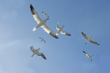100 000 изображений по запросу Птицы в небе доступны в рамках роялти-фри лицензии