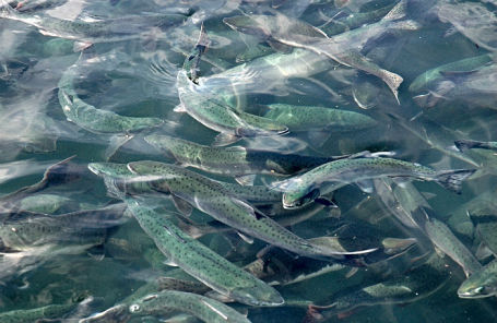 Рыбы Камчатки Фото И Название