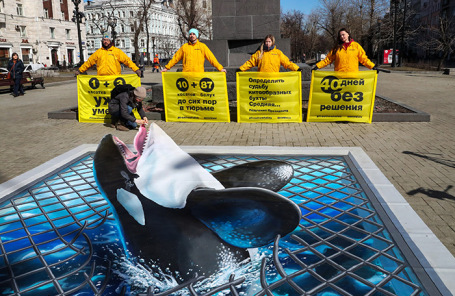 Акция Greenpeace за освобождение млекопетающих из «китовой тюрьмы» в Средней бухте в Приморском крае.