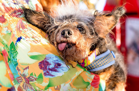 Шалун-Бродяга.