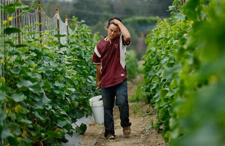 Фермерское хозяйство в Калифорнии.