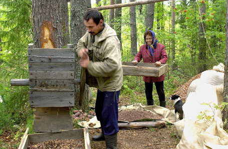 Заготовка кедровых орехов в сибирской тайге.