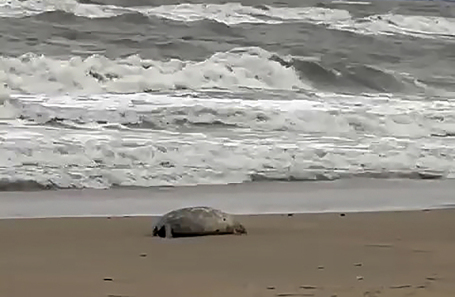Мертвый тюлень на берегу Каспийского моря в Кировском районе.