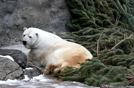 Утилизированные елки в Московском зоопарке.