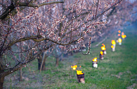 Согревание садовых деревьев в период заморозков.