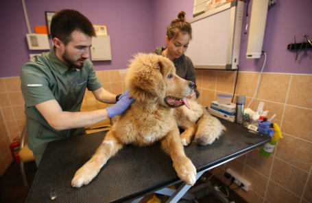 Профилактика домашних питомцев от клещей в ветеринарной клинике.