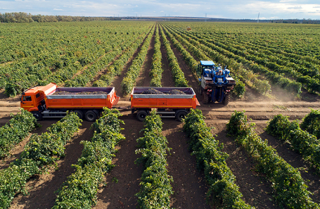 Винодельня «Кубань-вино» в Краснодарском крае.