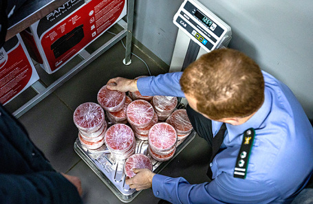 Контроль вывоза красной икры авиапассажирами на Камчатке.