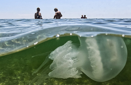 Массовое скопление медуз у берега Азовского моря