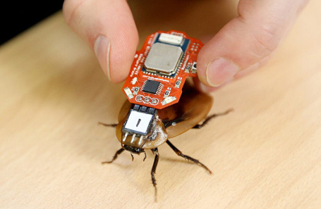 Образец таракана-киборга. Архивное фото.