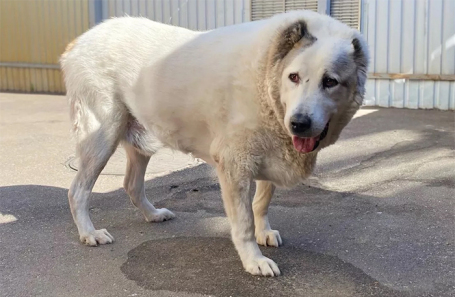 Пес Кругетс.