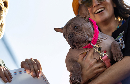 Собака по кличке Петуния.