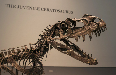 Скелет молодого цератозавра на аукционе Sotheby's.