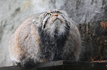 Манул Тимофей.